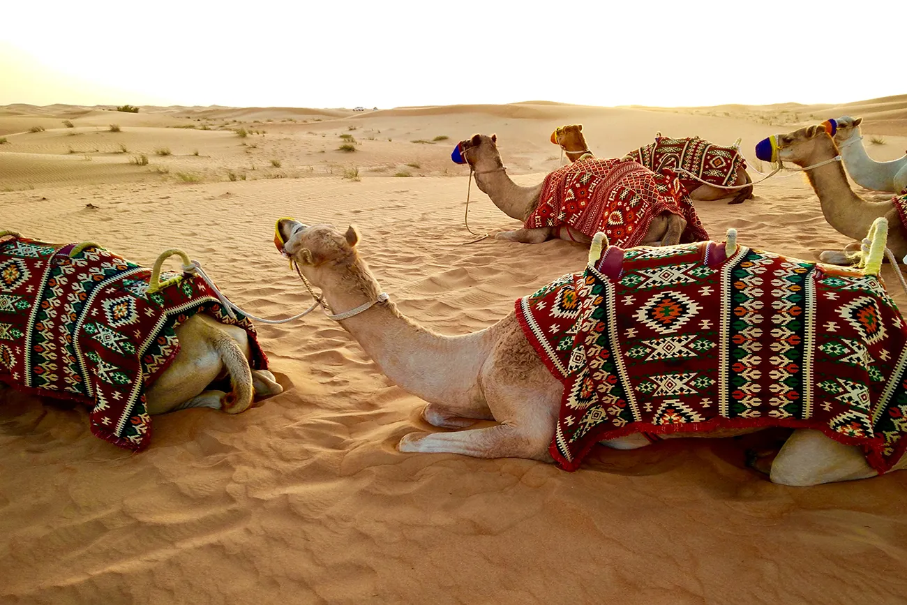 Morning Desert Safari Dubai — guest photo 5